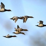 Caccia alle Anatre in Romania